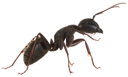Picture of an Ant