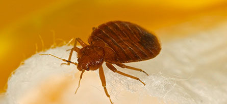 Bed Bugs