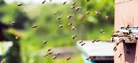 Bees