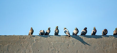 Birds