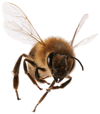a bug