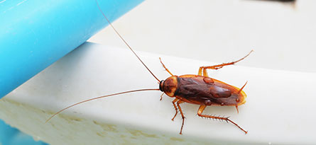 Cockroach