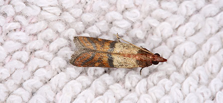 Moths