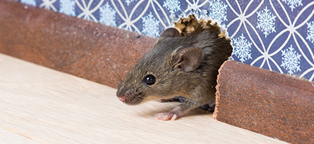 Rodents